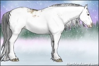 Horse Color:Brown Dun Sabino Splash 