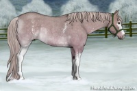Horse Color:White Spotted Chocolate Palomino Roan Dun Rabicano