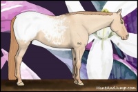 Horse Color:Gold Champagne Dun Appaloosa 