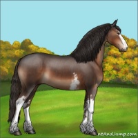 Horse Color:White Spotted Liver Chestnut Sabino