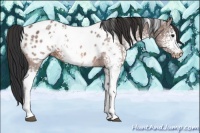 Horse Color:White Spotted Brown Ice Appaloosa 