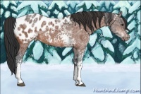 Horse Color:White Spotted Bay Ice Appaloosa 
