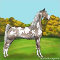 Horse Color:White Spotted Liver Red Dun Mushroom Sabino Rabicano