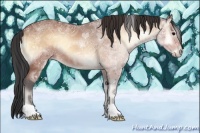Horse Color:Bay Ice Onyx