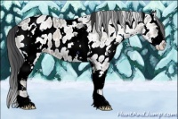 Horse Color:White Spotted Blue Onyx Ice Splash Appaloosa