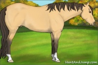 Horse Color:Buckskin Dun 