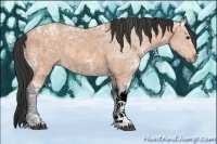 Horse Color:Bay Ice
