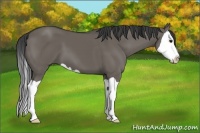 Horse Color:Smoky Grullo Splash