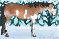 Horse Color:Bay Splash 