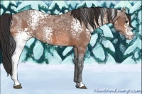 Horse Color:White Spotted Bay Ice Appaloosa 