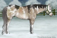 Horse Color:White Spotted Liver Red Dun Rabicano Brindle 