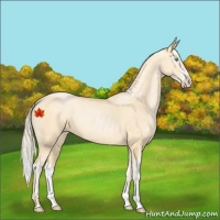 Horse Color:Palomino Roan Pearl  and Palomino Roan Pearl Splash 