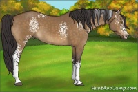 Horse Color:White Spotted Buckskin Dun Sabino 