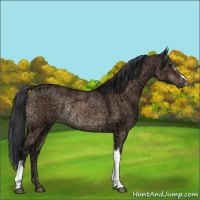 Horse Color:Brown Ice Dun Rabicano 