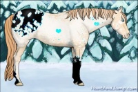Horse Color:Buckskin Ice Pearl Tobiano Appaloosa 