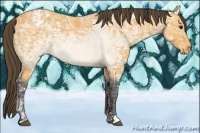 Horse Color:Buckskin Ice Appaloosa 