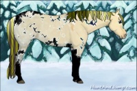 Horse Color:Painted White Spotted Buckskin Ice Dun Tobiano 