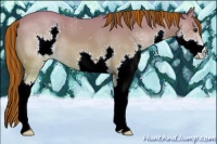 Horse Color:Painted Buckskin Splash 