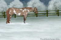 Horse Color:White Spotted Liver Red Dun Roan