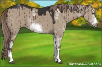 Horse Color:Liver Red Dun Sabino Frame Rabicano Brindle 
