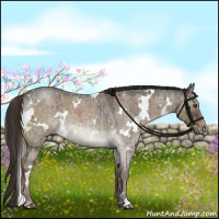 Horse Color:White Spotted Liver Red Dun Roan Brindle