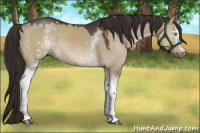 Horse Color:White Spotted Liver Red Dun