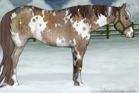 Horse Color:White Spotted Liver Red Dun Sabino Brindle