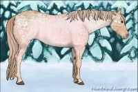 Horse Color:Palomino Ice 