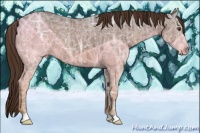 Horse Color:Liver Chestnut Ice 