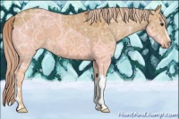 Horse Color:Palomino Ice 