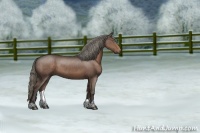 Horse Color:Liver Chestnut Mushroom Sabino 