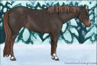 Horse Color:Liver Chestnut Sabino 