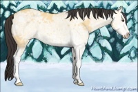 Horse Color:White Spotted Buckskin Ice Dun