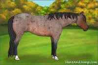 Horse Color:Bay Roan 
