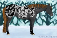 Horse Color:Painted Black Appaloosa 