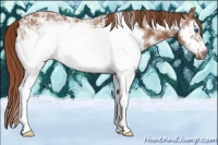 Horse Color:White Spotted Liver Chestnut Ice Splash Frame 