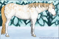 Horse Color:White Spotted Chestnut Ice Splash Appaloosa 