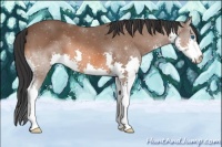 Horse Color:Bay Splash 