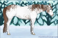 Horse Color:White Spotted Liver Chestnut Splash 