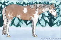 Horse Color:Silver Bay Splash 