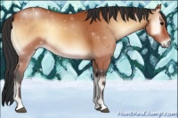 Horse Color:Bay Onyx 