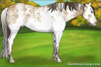 Horse Color:White Spotted Buckskin Ice Splash