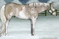 Horse Color:White Spotted Liver Red Dun Mushroom Sabino Splash Rabicano Brindle 