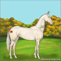 Horse Color:Palomino Roan Pearl  and Palomino Roan Pearl 