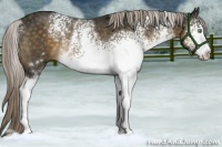 Horse Color:White Spotted Chocolate Palomino Mushroom Rabicano
