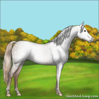 Horse Color:Gray Chestnut 