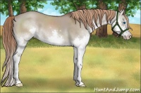 Horse Color:Liver Red Dun Sabino Splash 