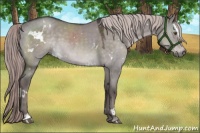 Horse Color:Platinum White Spotted Liver Red Dun Sabino 