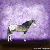 Horse Color:Blue Onyx Sabino Appaloosa Rabicano 