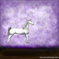 Horse Color:Blue Onyx Sabino Appaloosa Rabicano